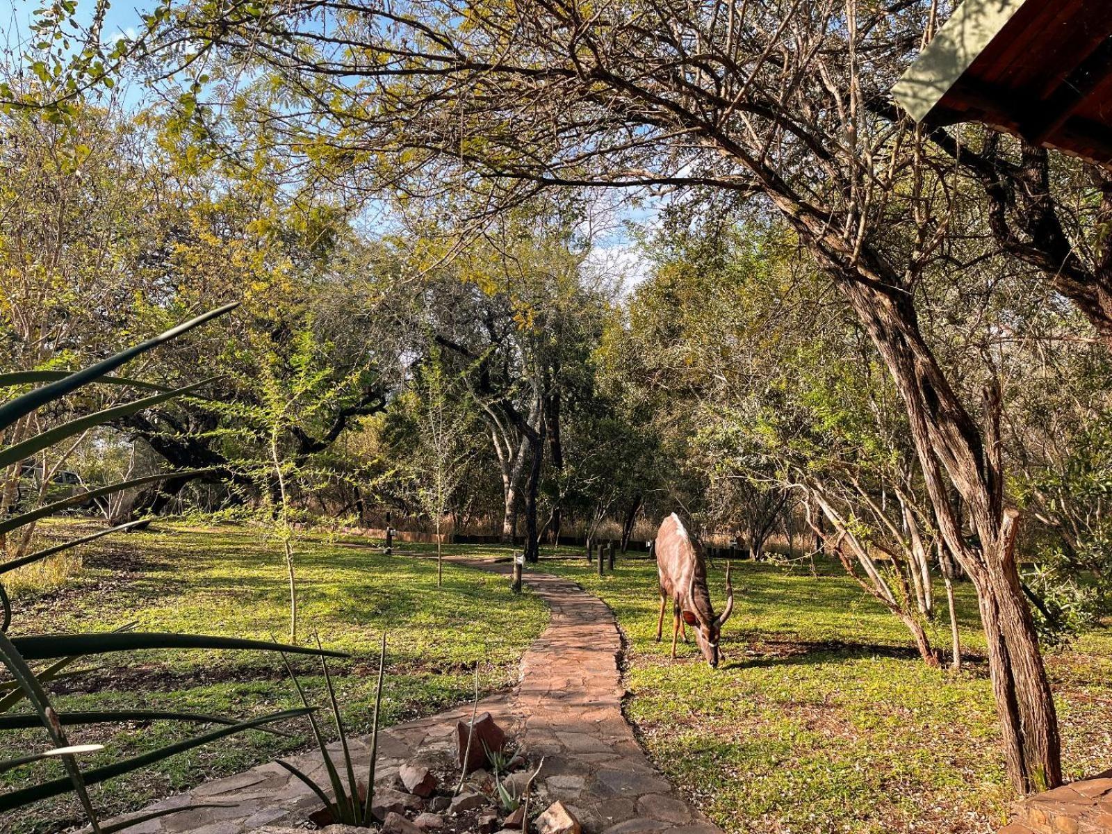 Mbuluzi Game Reserve Simunye Rum bild